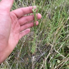 Epilobium hirtigerum at Red Hill Nature Reserve - 15 Jan 2024