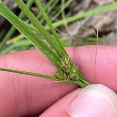 Carex inversa (Knob Sedge) at Red Hill Nature Reserve - 15 Jan 2024 by Tapirlord