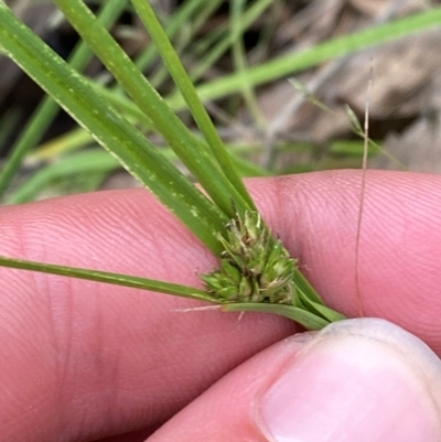 Carex inversa (Knob Sedge) at Red Hill Nature Reserve - 15 Jan 2024 by Tapirlord