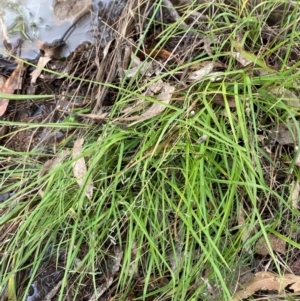 Carex inversa at Red Hill Nature Reserve - 15 Jan 2024