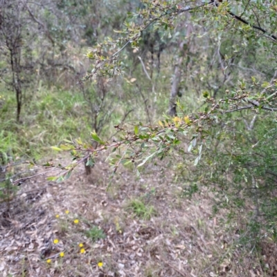 Gaudium brevipes (Grey Tea-tree) at Garran, ACT - 15 Jan 2024 by Tapirlord