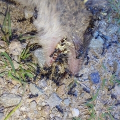 Unidentified Antechinus at Nelse, VIC - 12 Feb 2024 by RobCook