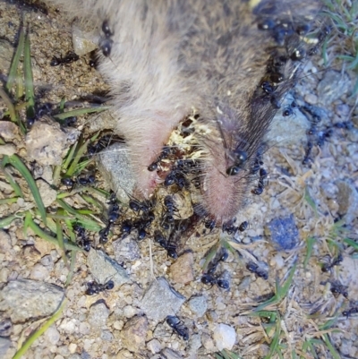 Unidentified Antechinus at Nelse, VIC - 12 Feb 2024 by RobCook