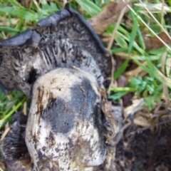 Unidentified Cap on a stem; gills below cap [mushrooms or mushroom-like] at Glen Wills, VIC - 12 Feb 2024 by RobCook