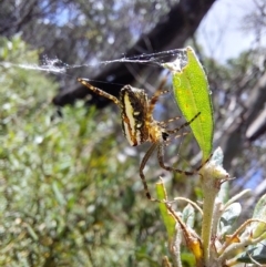 Unidentified Spider (Araneae) at Glen Wills, VIC - 12 Feb 2024 by RobCook