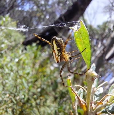 Unidentified Spider (Araneae) at Glen Wills, VIC - 12 Feb 2024 by RobCook