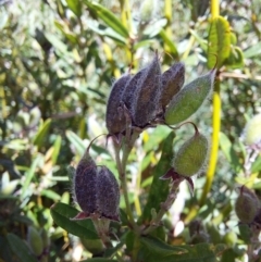 Podolobium alpestre (Shaggy Alpine Pea) at Glen Wills, VIC - 12 Feb 2024 by RobCook