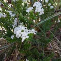 Asperula pusilla (Alpine Woodruff) at Glen Wills, VIC - 12 Feb 2024 by RobCook