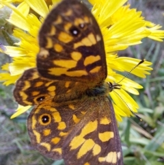 Heteronympha cordace at Glen Wills, VIC - 12 Feb 2024 by RobCook