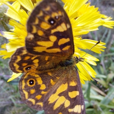 Heteronympha cordace at Glen Wills, VIC - 12 Feb 2024 by RobCook