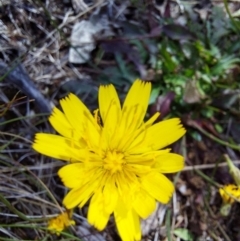 Hypochaeris radicata (Cat's Ear, Flatweed) at Glen Wills, VIC - 12 Feb 2024 by RobCook