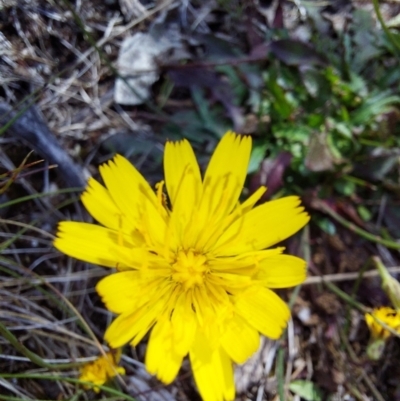 Hypochaeris radicata (Cat's Ear, Flatweed) at Glen Wills, VIC - 12 Feb 2024 by RobCook