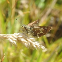 Atkinsia dominula (Two-brand grass-skipper) at Kosciuszko National Park - 23 Feb 2024 by HelenCross