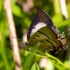 Jalmenus evagoras (Imperial Hairstreak) at Bundanoon - 17 Feb 2024 by Aussiegall