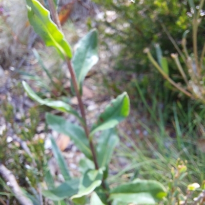 Xerochrysum subundulatum (Alpine Everlasting) at Glen Wills, VIC - 12 Feb 2024 by RobCook