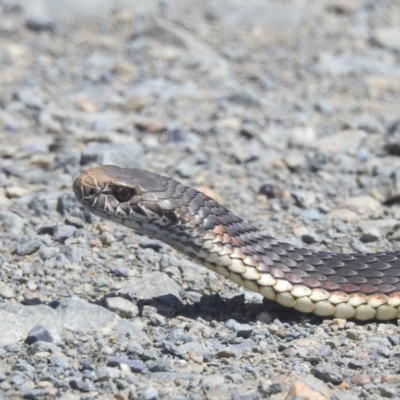 Austrelaps ramsayi (Highlands Copperhead) at Kosciuszko National Park - 23 Feb 2024 by HelenCross