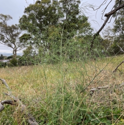 Asparagus officinalis (Asparagus) at The Pinnacle - 16 Feb 2024 by JohnBrannan