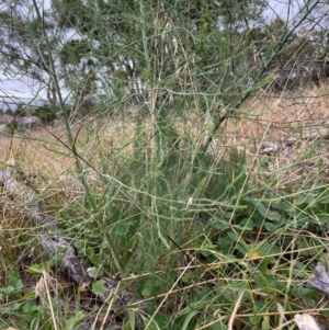 Asparagus officinalis at The Pinnacle - 16 Feb 2024 09:51 AM