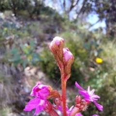 Stylidium sp. (Trigger Plant) at Glen Wills, VIC - 12 Feb 2024 by RobCook