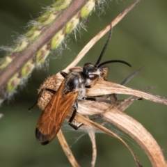 Pompilidae (family) (Unidentified Spider wasp) at McKellar, ACT - 21 Feb 2024 by kasiaaus