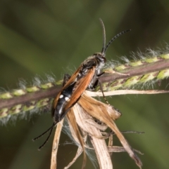 Pompilidae (family) at Croke Place Grassland (CPG) - 22 Feb 2024