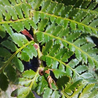 Polystichum proliferum (Mother Shield Fern) at Glen Wills, VIC - 12 Feb 2024 by RobCook