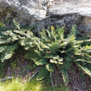 Polystichum proliferum at Glen Wills, VIC - 12 Feb 2024 02:09 PM