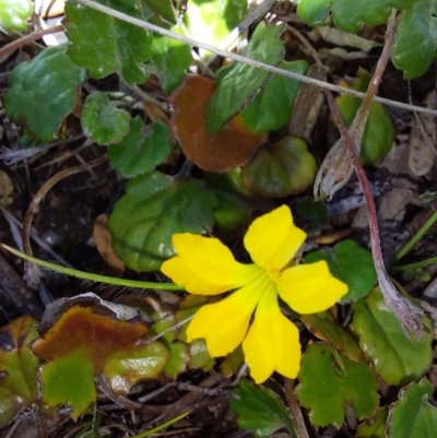 Goodenia hederacea subsp. alpestris at Mitta Mitta, VIC - 12 Feb 2024 by RobCook