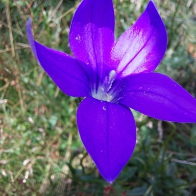 Wahlenbergia gloriosa (Royal Bluebell) at Mitta Mitta, VIC - 12 Feb 2024 by RobCook