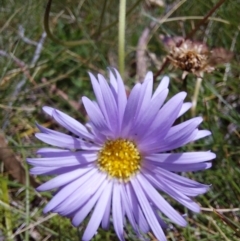 Brachyscome sp. (Cut-leaf Daisy) at Mitta Mitta, VIC - 12 Feb 2024 by RobCook