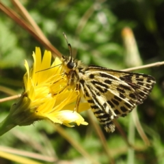 Hesperilla munionga (Alpine Sedge-Skipper) at Kosciuszko National Park - 22 Feb 2024 by HelenCross