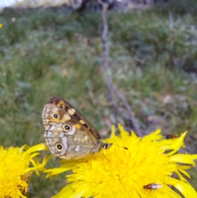 Unverified Butterfly (Lepidoptera, Rhopalocera) at Mitta Mitta, VIC - 12 Feb 2024 by RobCook