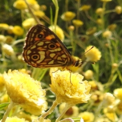 Oreixenica lathoniella (Silver Xenica) at Cooleman, NSW - 22 Feb 2024 by HelenCross