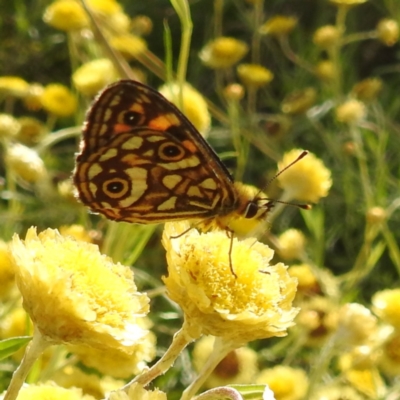 Oreixenica lathoniella (Silver Xenica) at Kosciuszko National Park - 22 Feb 2024 by HelenCross