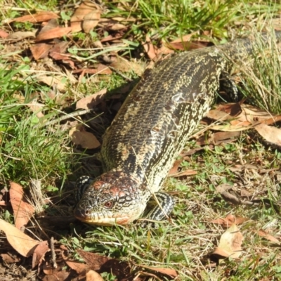 Tiliqua nigrolutea (Blotched Blue-tongue) at Cooleman, NSW - 22 Feb 2024 by HelenCross