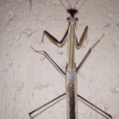 Tenodera australasiae (Purple-winged mantid) at Albury - 7 Feb 2024 by RobCook