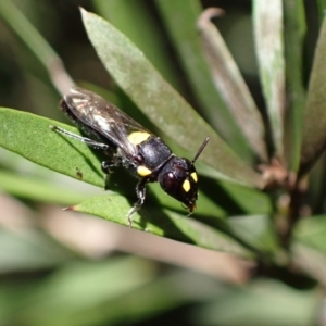 Hylaeus (Euprosopoides) rotundiceps at Murrumbateman, NSW - 20 Feb 2024