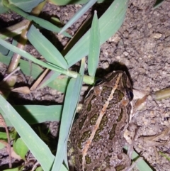 Limnodynastes tasmaniensis (Spotted Grass Frog) at Albury - 7 Feb 2024 by RobCook