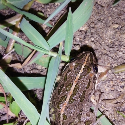 Limnodynastes tasmaniensis (Spotted Grass Frog) at Albury - 7 Feb 2024 by RobCook