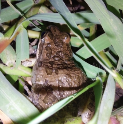 Limnodynastes tasmaniensis (Spotted Grass Frog) at Albury - 7 Feb 2024 by RobCook