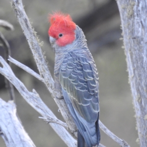 Callocephalon fimbriatum at Kosciuszko National Park - suppressed