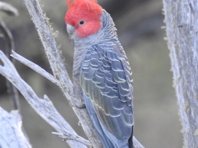 Callocephalon fimbriatum (Gang-gang Cockatoo) at Kosciuszko National Park - 22 Feb 2024 by HelenCross