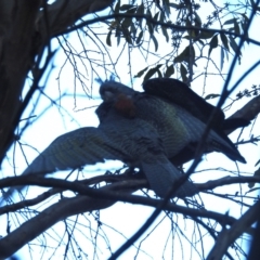 Callocephalon fimbriatum at Kosciuszko National Park - suppressed