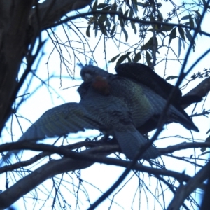 Callocephalon fimbriatum at Kosciuszko National Park - suppressed