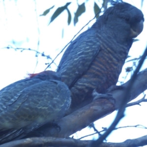 Callocephalon fimbriatum at Kosciuszko National Park - suppressed