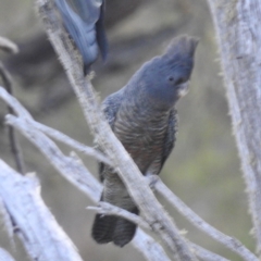 Callocephalon fimbriatum at Kosciuszko National Park - suppressed