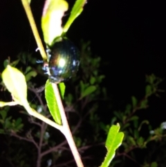 Callidemum hypochalceum (Hop-bush leaf beetle) at Albury - 7 Feb 2024 by RobCook