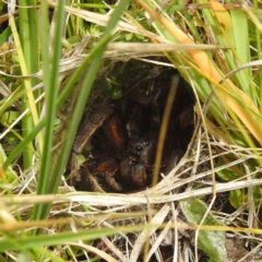 Lycosidae (family) (Wolf spider) at Kosciuszko National Park - 21 Feb 2024 by HelenCross