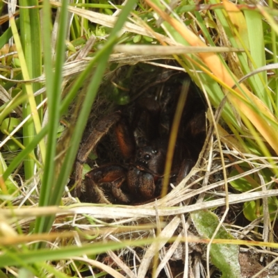 Lycosidae (family) (Wolf spider) at Kosciuszko National Park - 21 Feb 2024 by HelenCross