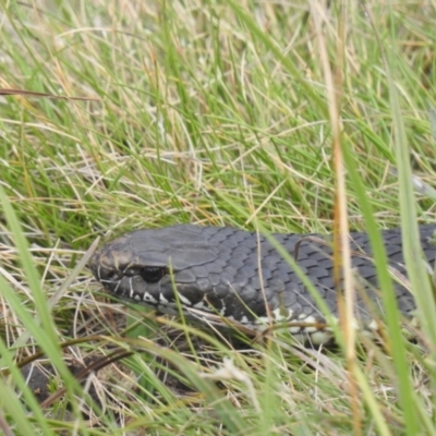 Austrelaps ramsayi (Highlands Copperhead) at Kosciuszko National Park - 21 Feb 2024 by HelenCross